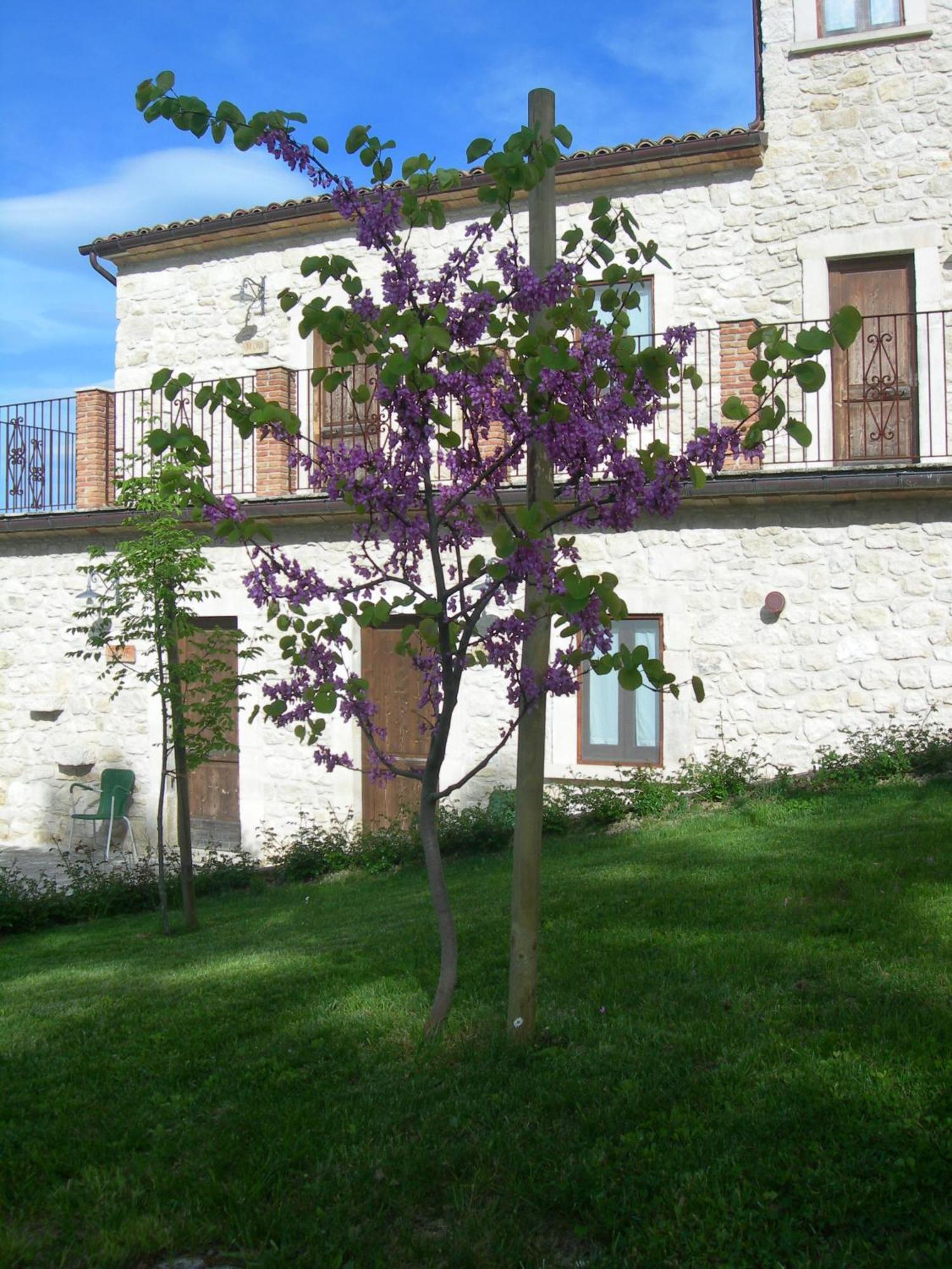 Agriturismo Borgo San Martino Villa Abbateggio Exterior foto